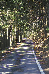 杉木立の道